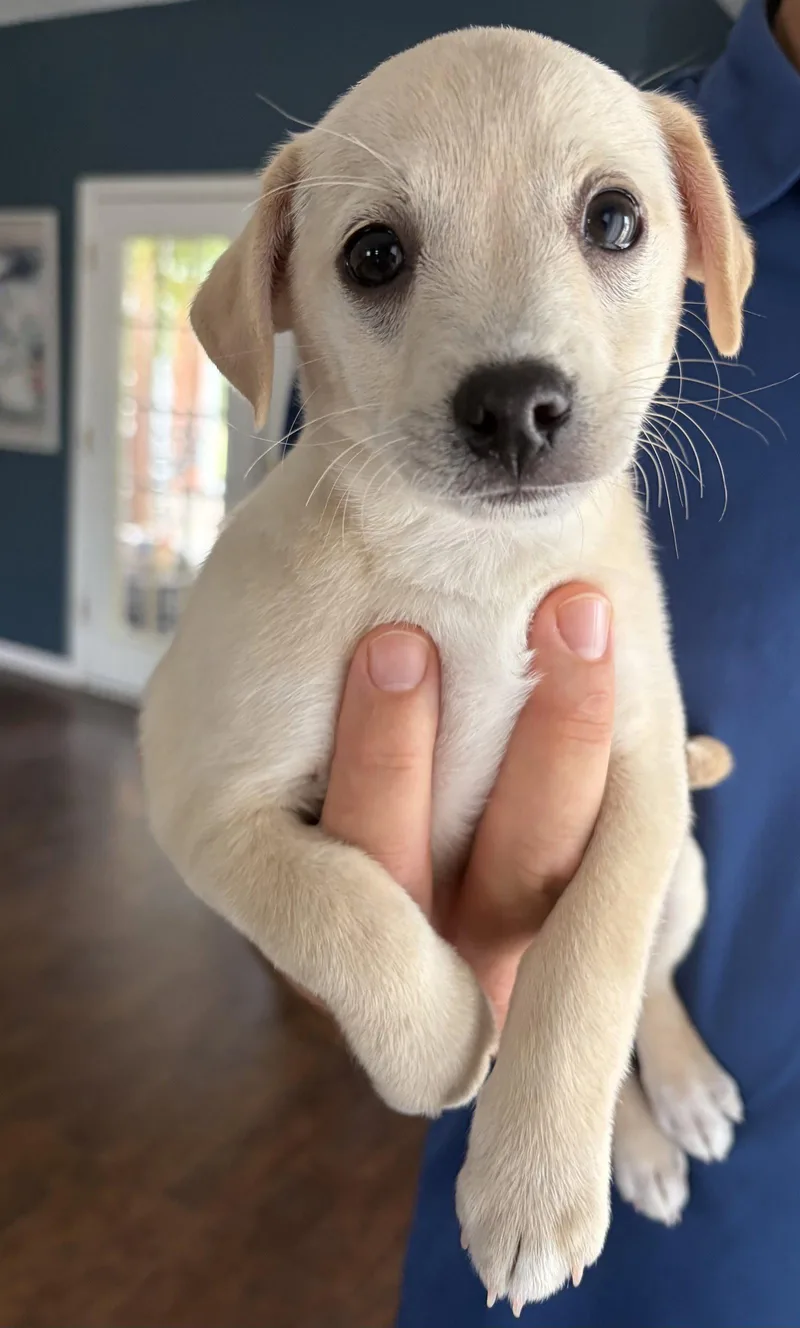 A baby medium-sized male Chihuahua dog named Scrappy for adoption in McKinney, TX