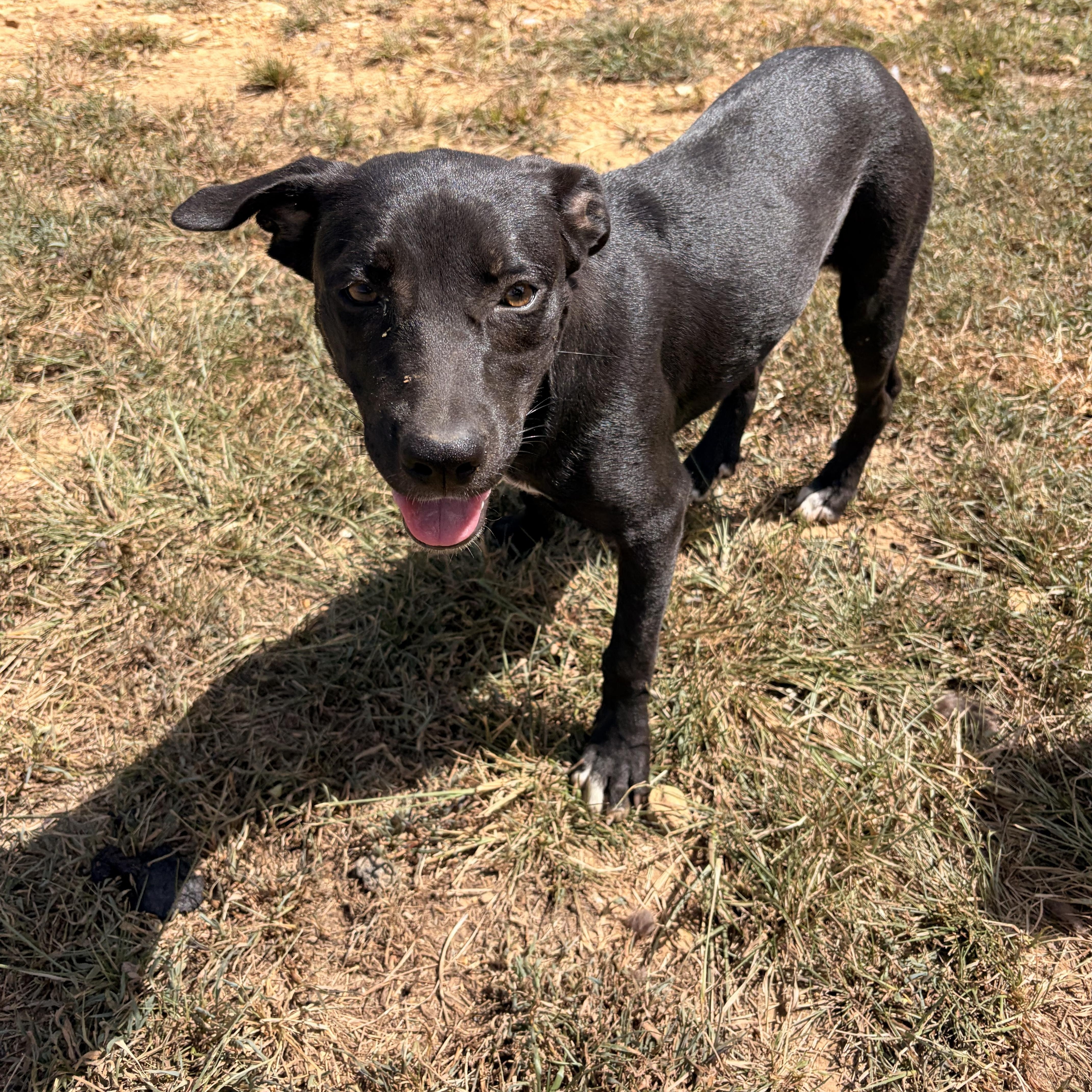 A young medium-sized female Black Labrador Retriever dog named Dolly for adoption in Melbourne, AR
