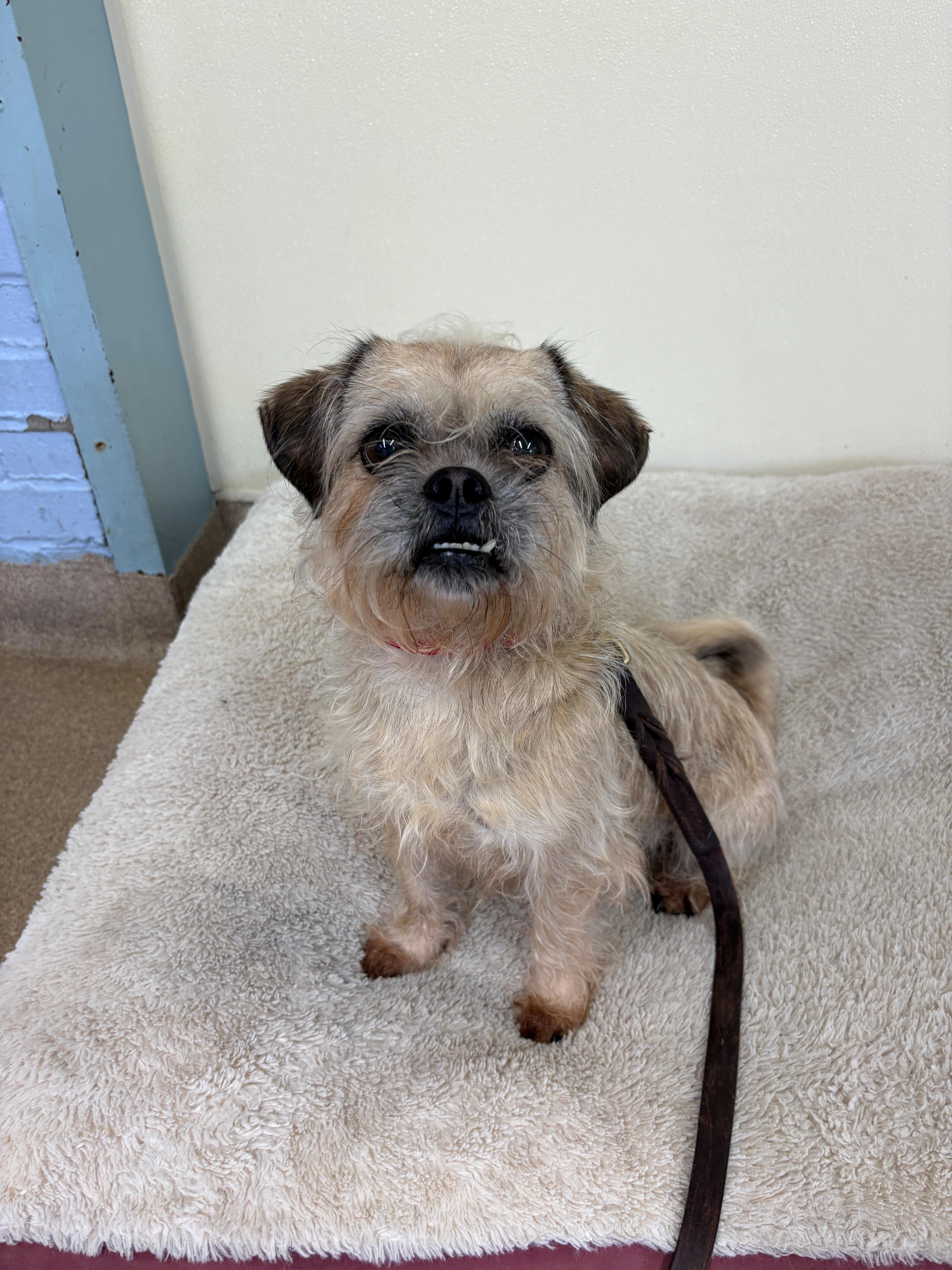 An adult small-sized female Apricot / Beige Pug dog named Lilo for adoption in Port Washington, NY