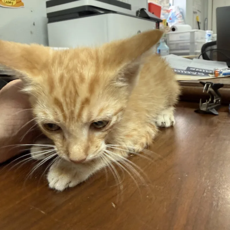 A baby medium-sized male Orange & White Tabby cat named Bonkers Brett for adoption in Columbia, SC