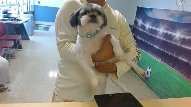 A young small-sized female Shih Tzu dog named Morningsummer for adoption in Miami, FL