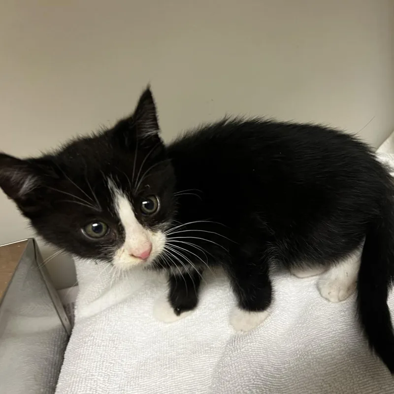 A baby small-sized male Black Domestic Short Hair cat named 72904 for adoption in Harrisonburg, VA