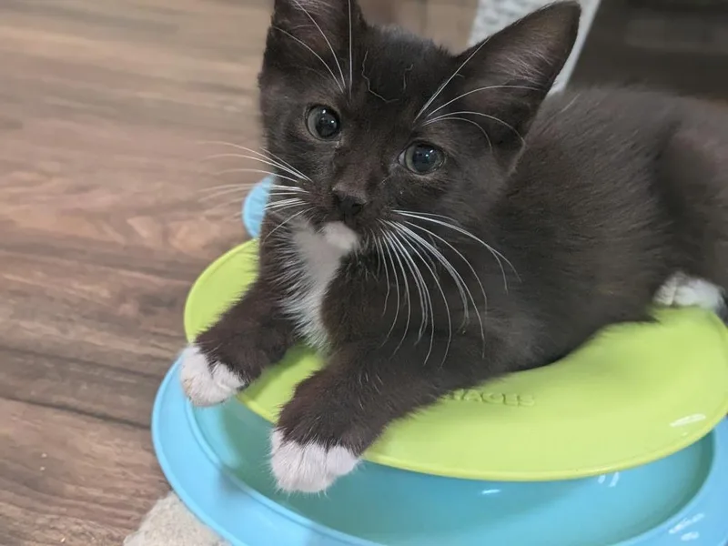 A baby medium-sized male Domestic Short Hair cat named Panda for adoption in Richland Hills, TX