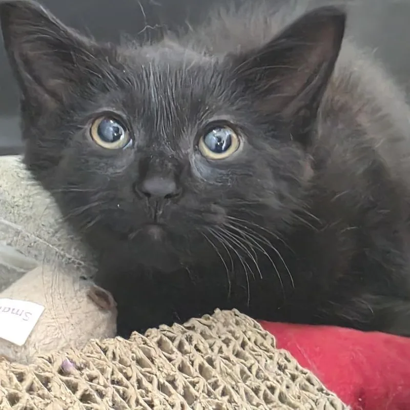 A baby small-sized female Black Domestic Short Hair cat named Lizzy Hale for adoption in Fort Wayne, IN