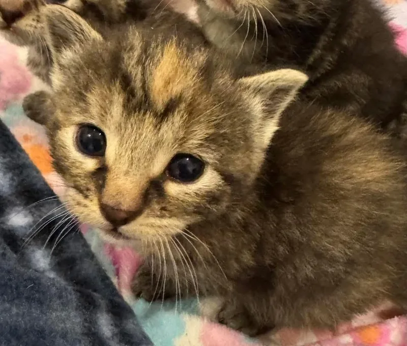 A baby small-sized female Gray / Blue / Silver American Shorthair cat named Daisy for adoption in Syracuse, NY