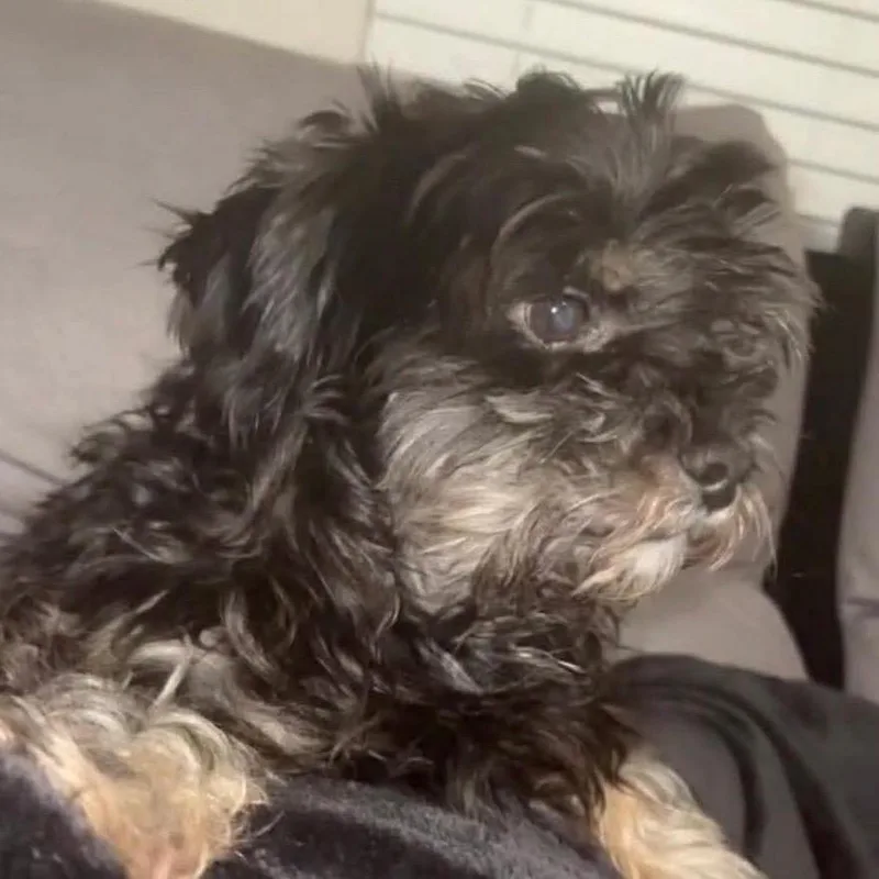 An adult small-sized male Black Maltese dog named Diesel Hendricks for adoption in Houston, TX