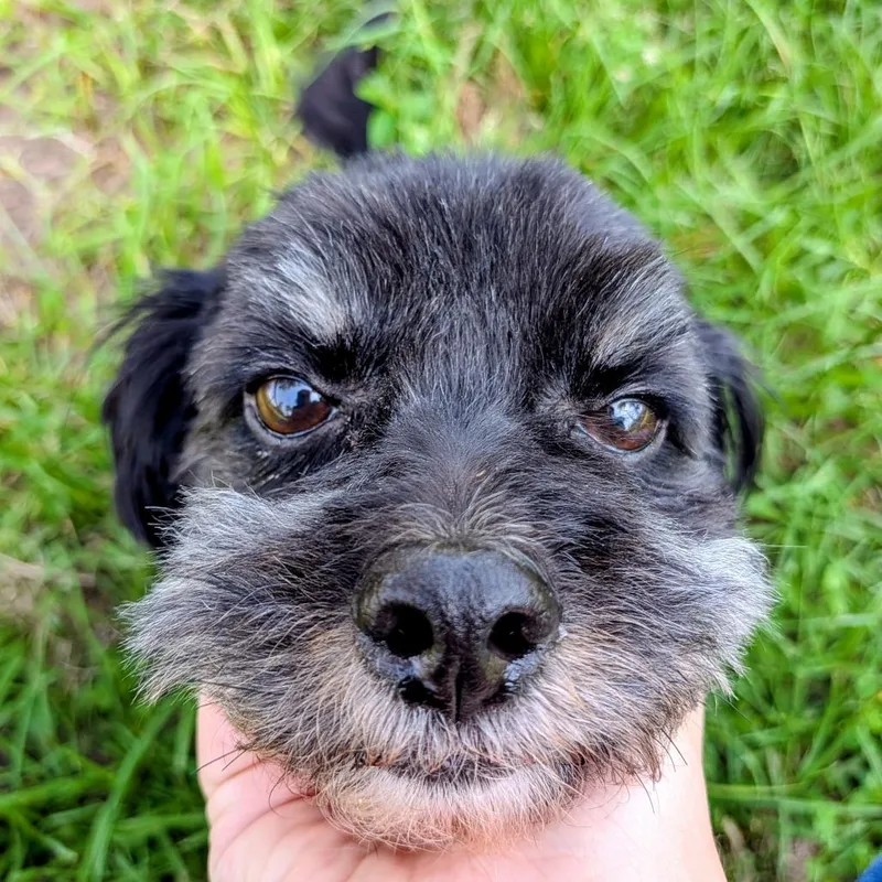 Diesel Hendricks thumbnail 3