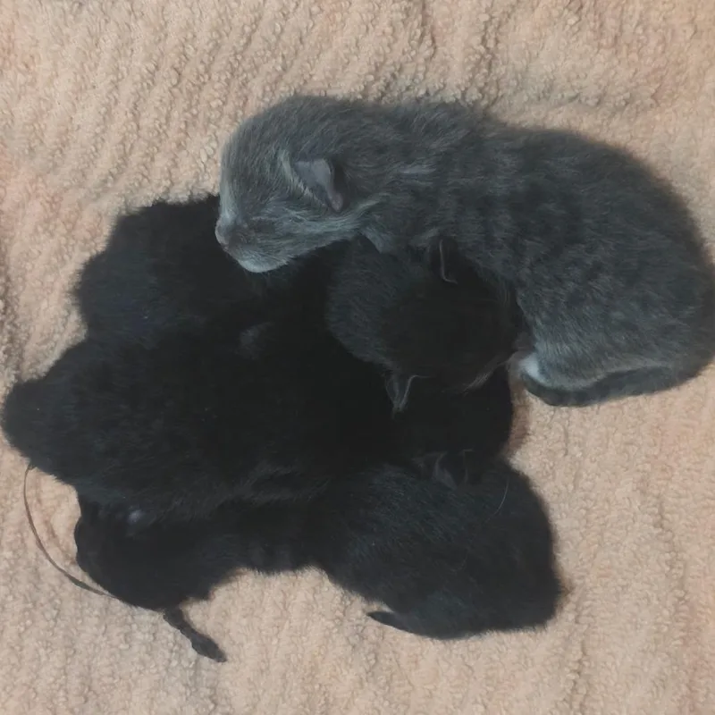 A baby small-sized female Black Domestic Short Hair cat named Bunni for adoption in Layton, UT