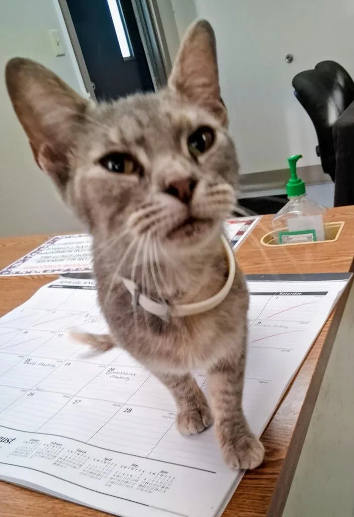 An adult medium-sized female Domestic Short Hair cat named Cami for adoption in North Vernon, IN