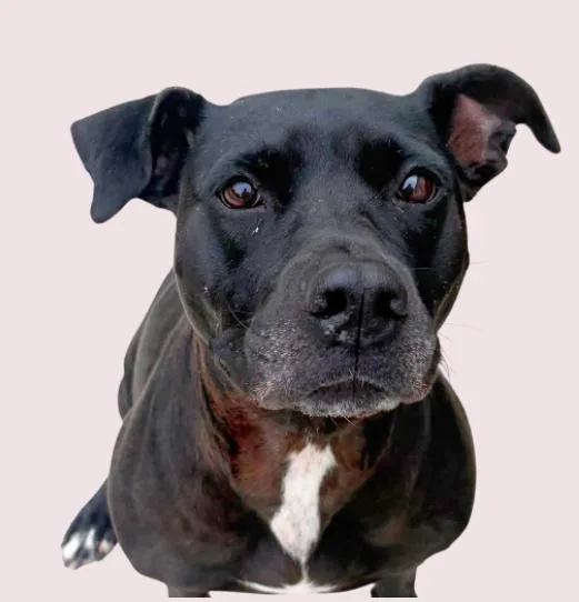 A young medium-sized female Labrador Retriever dog named Vespa for adoption in tampa, FL