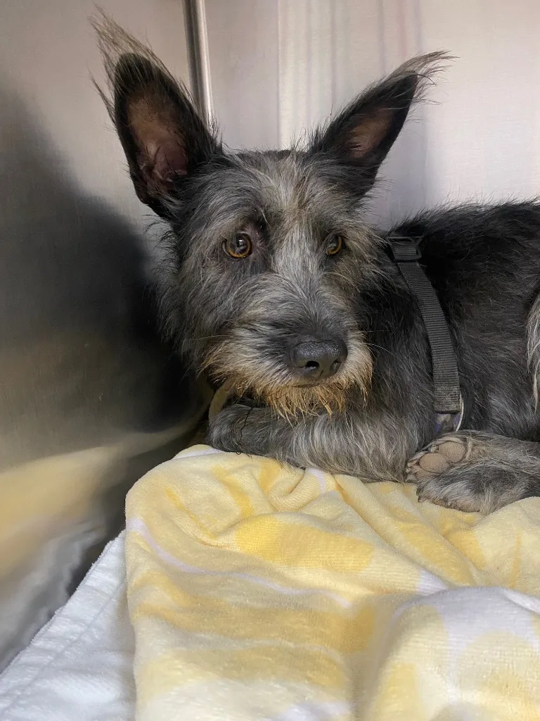 An adult medium-sized female Scottish Terrier dog named Toots Mcgoots for adoption in El Paso, TX