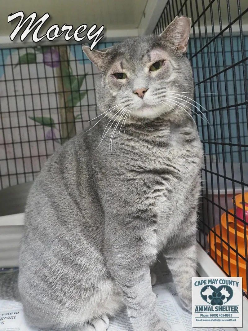 An adult large-sized male Tabby (Gray / Blue / Silver) Domestic Short Hair cat named Morey for adoption in Cape May Court House, NJ