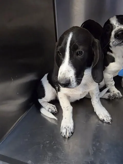 A baby small-sized male Basset Hound dog named Koda for adoption in Tucson, AZ