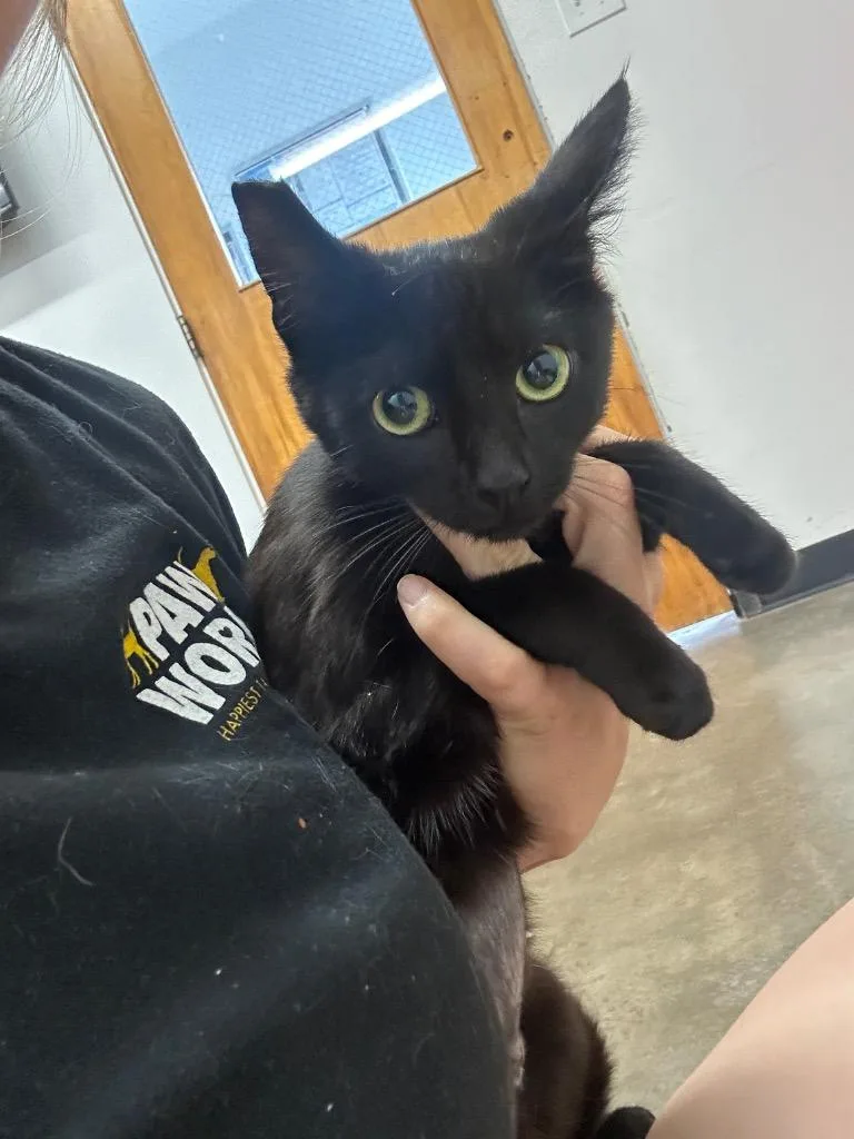 A baby small-sized female Domestic Short Hair cat named Ladie for adoption in Thousand Oaks, CA