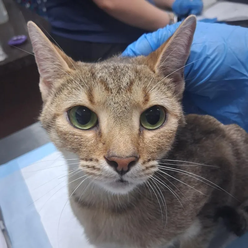A young medium-sized female Brown / Chocolate Domestic Short Hair cat named Duchess for adoption in Summerville, SC