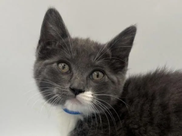 A baby small-sized male Domestic Short Hair cat named Scooby for adoption in Portland, OR