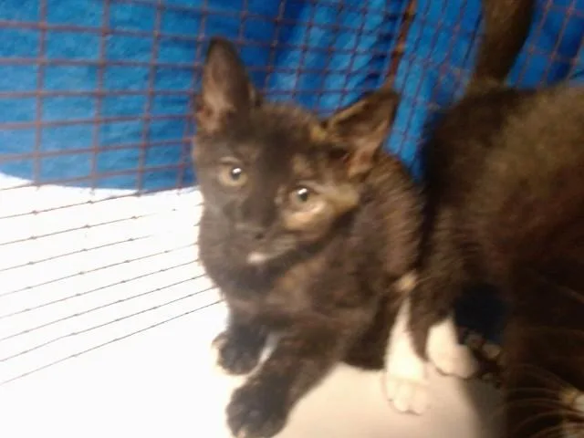 A baby small-sized female Domestic Short Hair cat named Princess Donut for adoption in Miami, FL