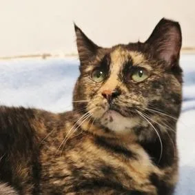A senior small-sized female Domestic Short Hair cat named Heather for adoption in Newark, NJ