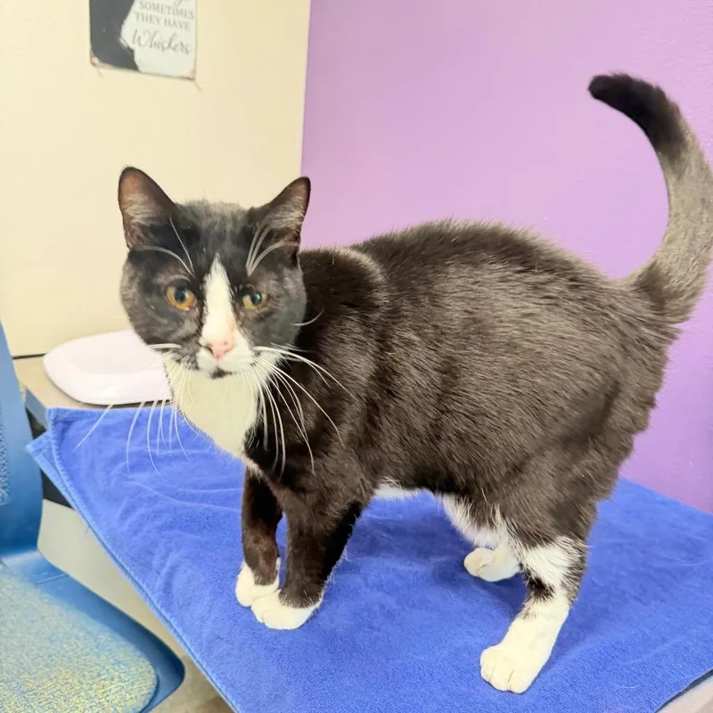 An adult large-sized male Domestic Short Hair cat named Tip for adoption in Englewood, FL