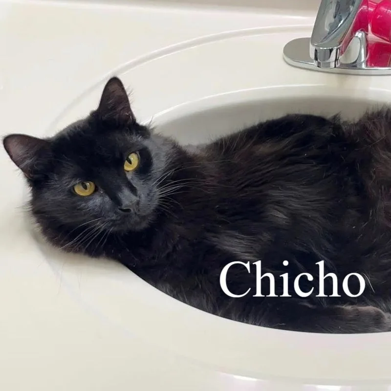 Chicho thumbnail 5