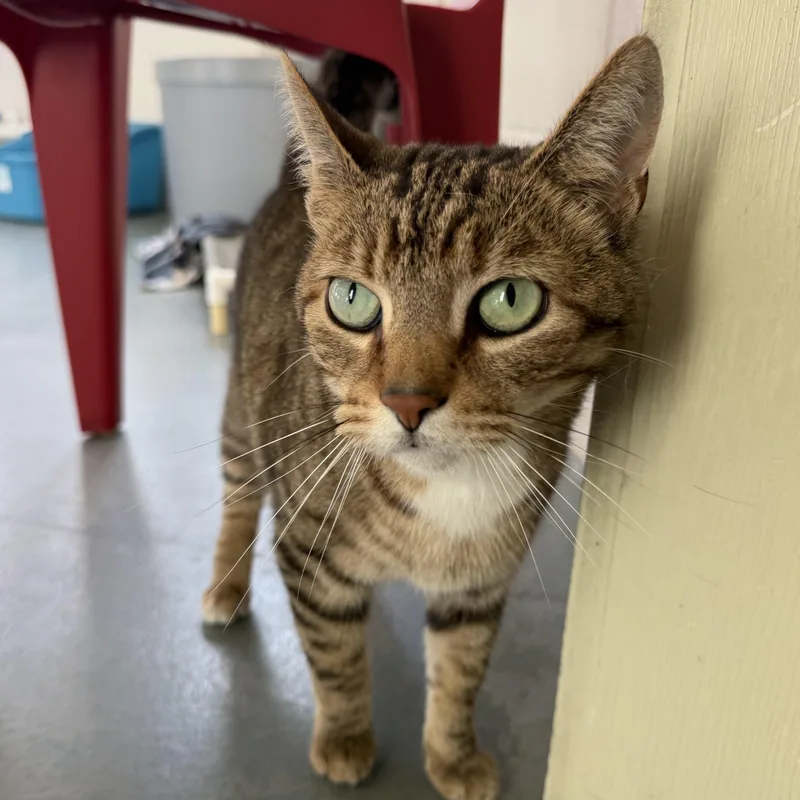 An adult medium-sized male Tabby (Brown / Chocolate) Domestic Short Hair cat named Tigger for adoption in Latrobe, PA