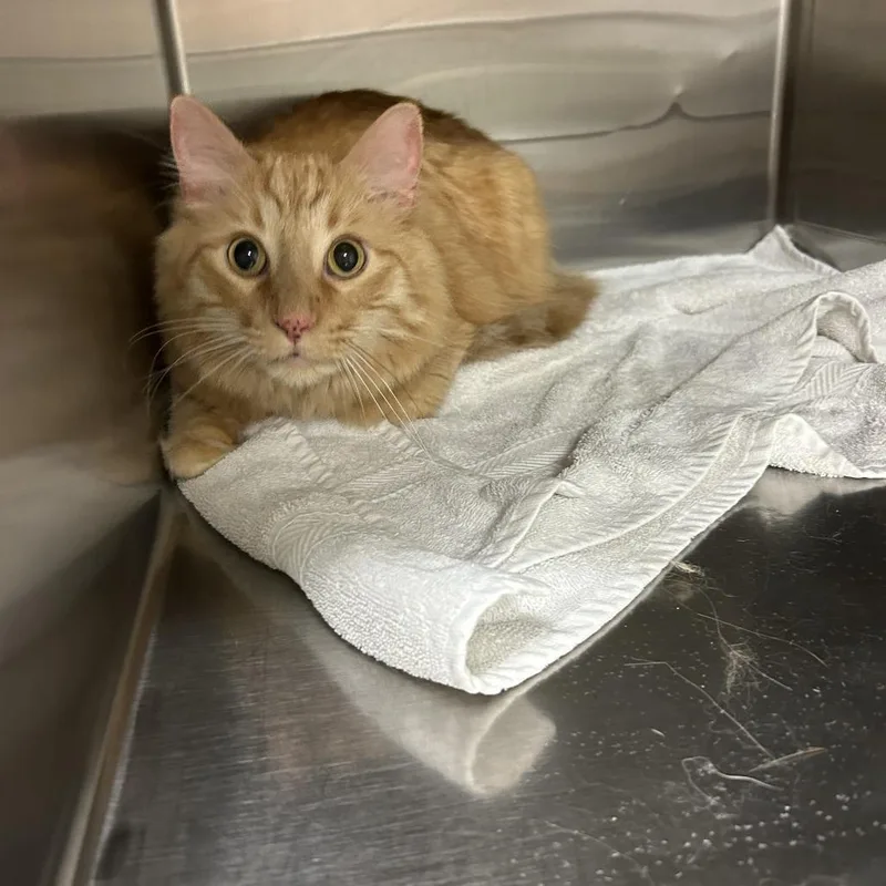 A senior large-sized male Orange / Red Domestic Medium Hair cat named Oakley for adoption in Ottawa, KS