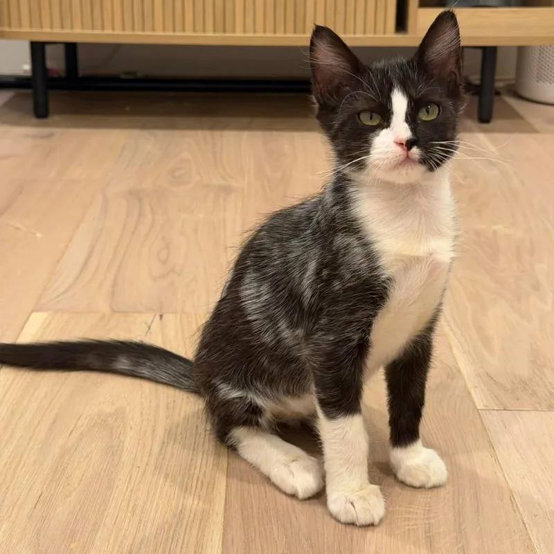A baby small-sized male Black Domestic Short Hair cat named Blaze for adoption in Sunnyvale, CA