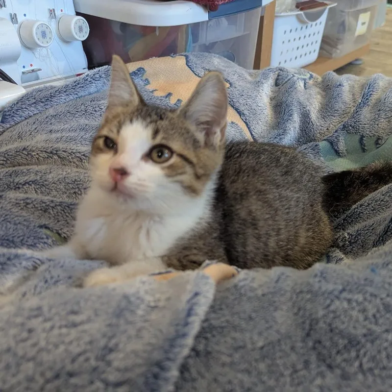A baby small-sized male Domestic Short Hair cat named Perry for adoption in La Grange, KY