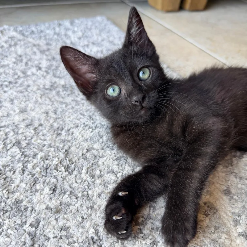 A baby small-sized female Black Domestic Short Hair cat named Guava for adoption in Jupiter, FL