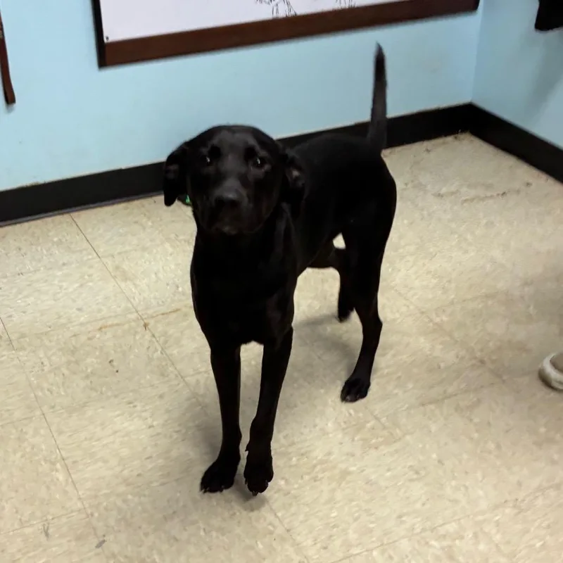 A young medium-sized male Black Labrador Retriever dog named Lucky for adoption in Franklin, NC