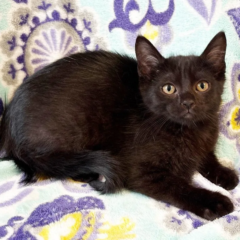 A baby small-sized female Black Domestic Short Hair cat named Dazy for adoption in Mount Juliet, TN