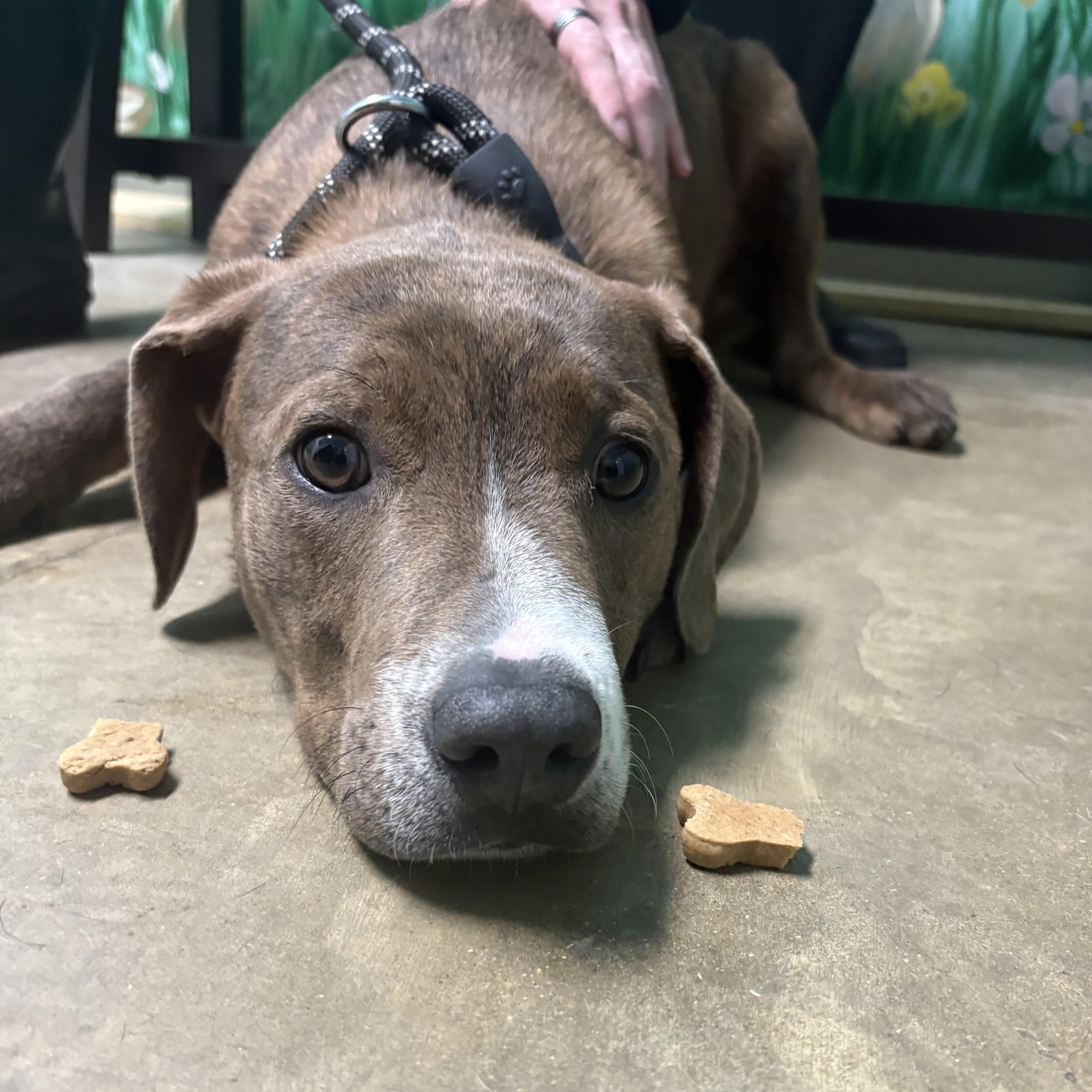 A young medium-sized male Brindle Pit Bull Terrier dog named Helix for adoption in Godfrey, IL