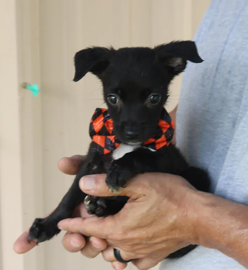 A baby small-sized male Black Cairn Terrier dog named Max for adoption in Bandera, TX
