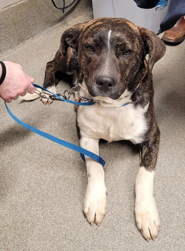 Browniemoose thumbnail 2