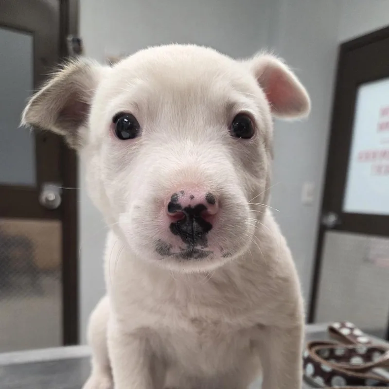 A baby medium-sized female White / Cream Australian Shepherd dog named Blanche for adoption in Durango, CO