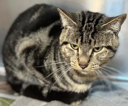 An adult large-sized male Domestic Short Hair cat named Mr. Pickles for adoption in Shreveport, LA