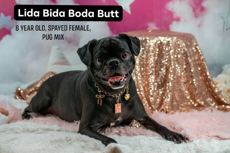 Lida Bida