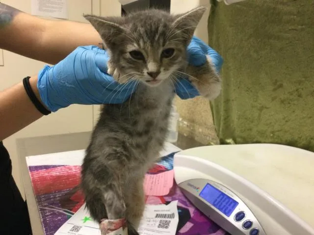 A baby small-sized female Domestic Short Hair cat named Gigi for adoption in Riverside, CA
