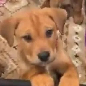 Jilly Bean thumbnail 2