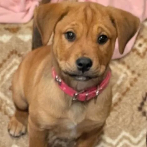 Jilly Bean thumbnail 4