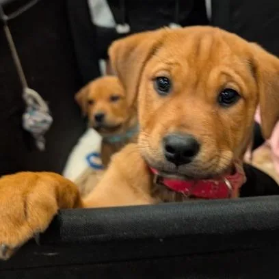 Jilly Bean thumbnail 6