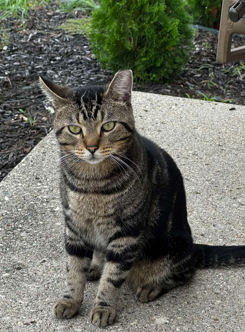 A young medium-sized male Tabby cat named Winston for adoption in Westland, MI