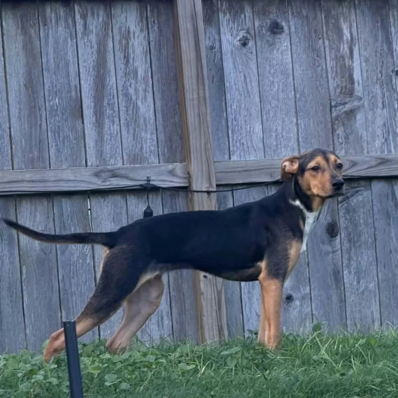 A baby medium-sized female Bicolor American Foxhound dog named Ariel for adoption in Williston, VT