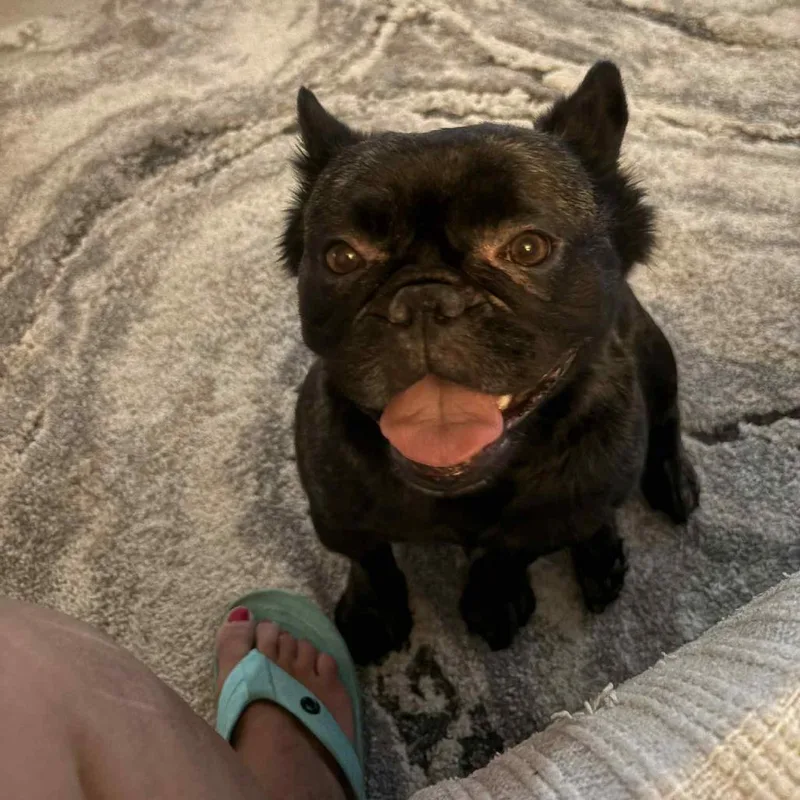 An adult medium-sized female Black French Bulldog dog named Luka for adoption in Phoenix, AZ