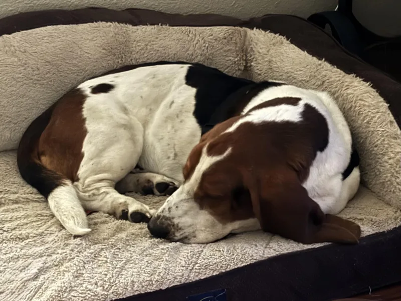 A young large-sized male Tricolor (Brown, Black, & White) Basset Hound dog named Leo for adoption in Auburndale, FL