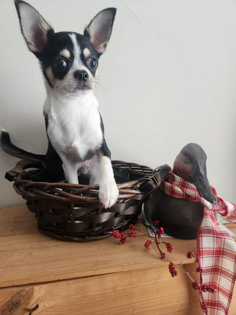 A baby small-sized male Chihuahua dog named Everett for adoption in St. Louis, MO
