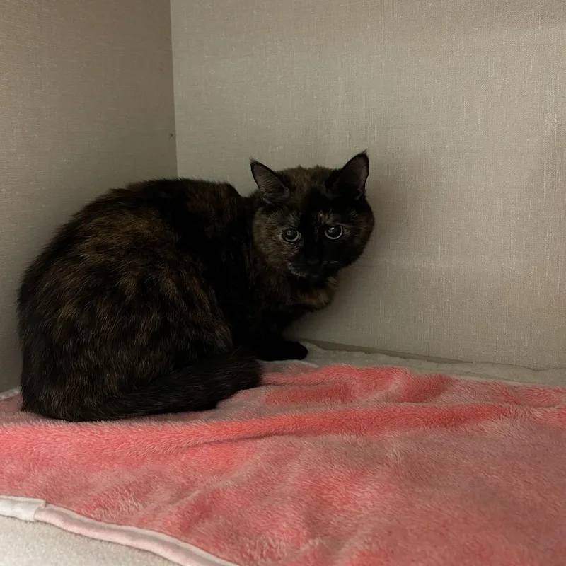 An adult medium-sized female Tortoiseshell Domestic Short Hair cat named Pia for adoption in Conway, NH