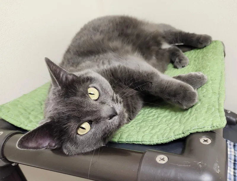 Serena  Snuggly Lovergirl! thumbnail 3