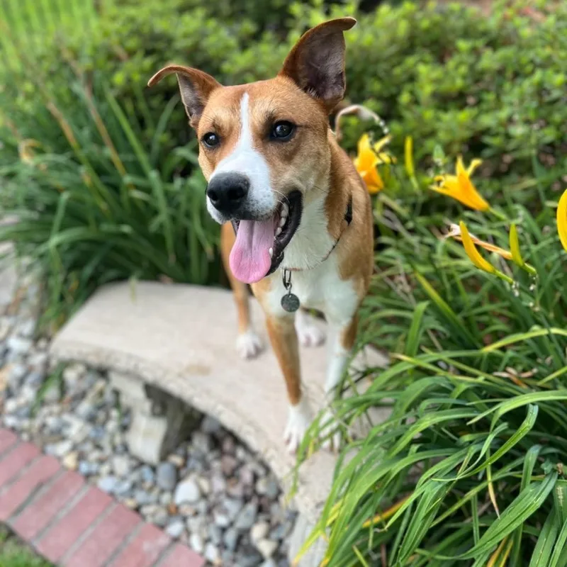 An adult medium-sized male Carolina Dog dog named Champ for adoption in Queen City, TX