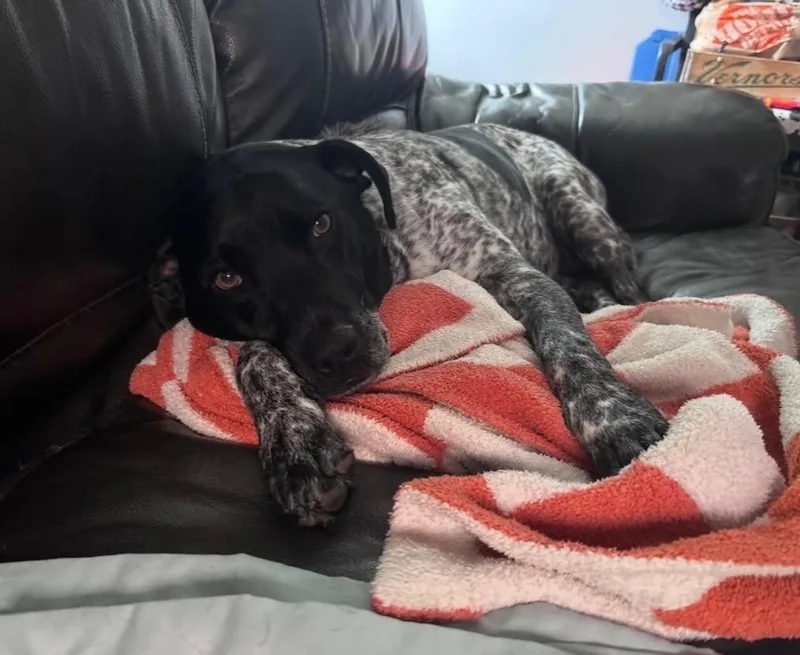 An adult medium-sized male German Shorthaired Pointer dog named ZZZzzz_Yogi_CourtesyPost for adoption in Utica, MI